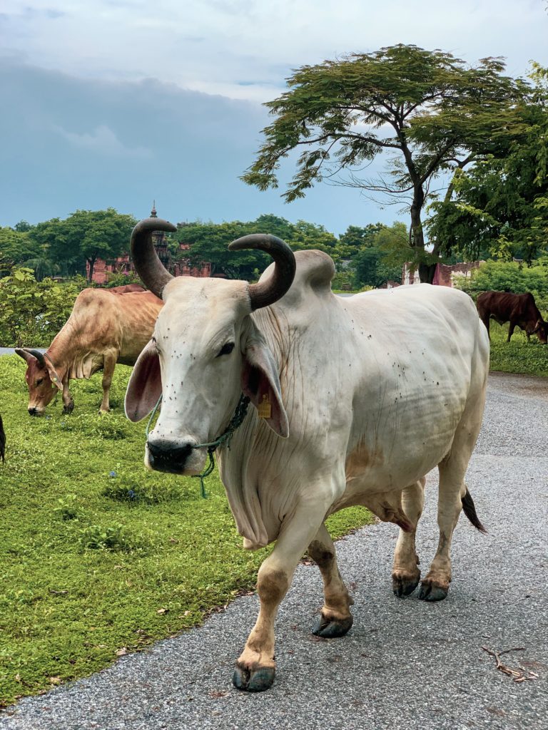 Co zobaczyć w Bangkoku? Np. krowę z garbem - zebu 😉